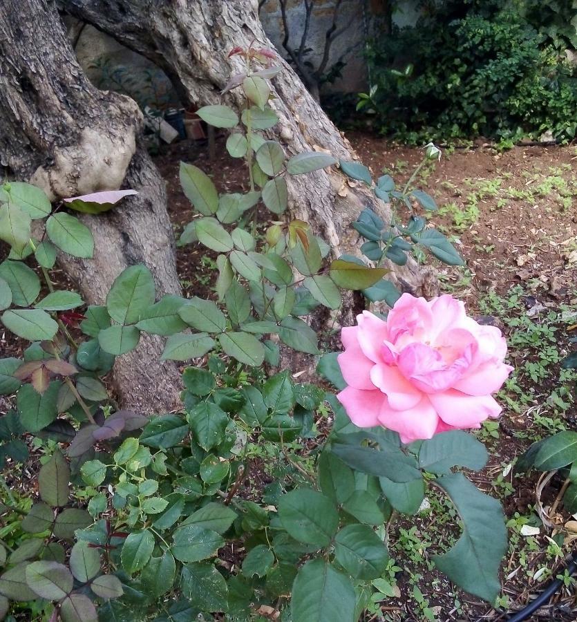 Il Giardino Di Hyccara Villa Carini Kültér fotó