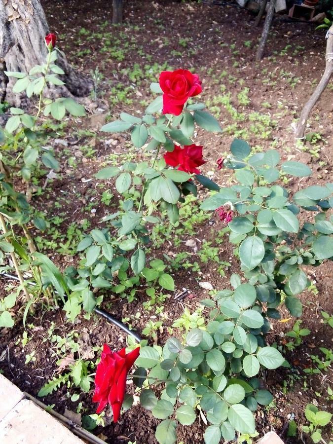 Il Giardino Di Hyccara Villa Carini Kültér fotó